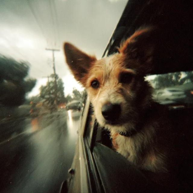 Пример результата: Собака в окне автомобиля в стиле Lomography
